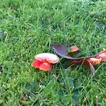 Landpension-dette 3* Berlingerode