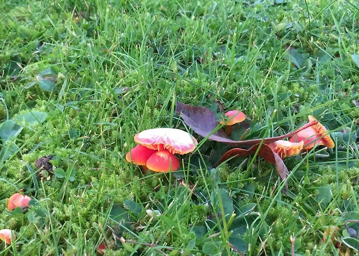 Landpension-dette 3* Berlingerode